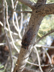 Okanagana occidentalis