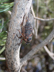 Okanagana occidentalis