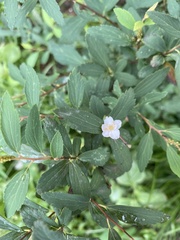 Spiraea cantoniensis