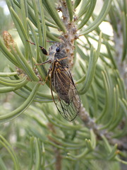 Platypedia putnami lutea