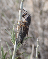 Platypedia putnami lutea