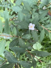 Spiraea cantoniensis