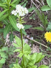 Valeriana occidentalis