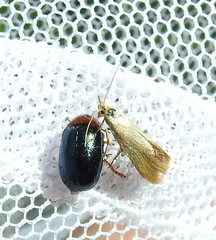 Crassa tinctella