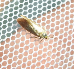 Crassa tinctella