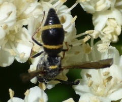 Parancistrocerus perennis