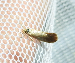 Crassa tinctella