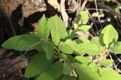 Solanum densevestitum