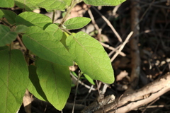 Solanum densevestitum