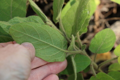 Solanum densevestitum