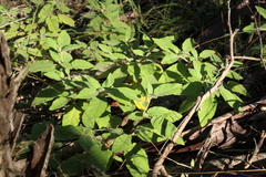Solanum densevestitum