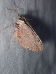 Stamnoctenis pearsalli