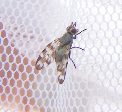 Otites centralis