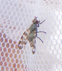 Otites centralis
