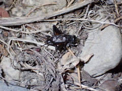 Gryllus saxatilis