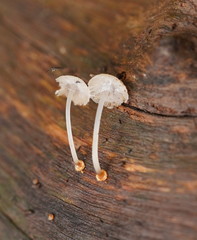 Mycena carmeliana