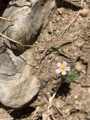 Leptosiphon ciliatus