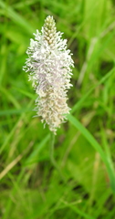 Plantago urvillei
