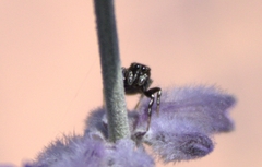Heliophanus apiatus