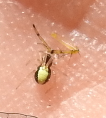 Neottiura bimaculata