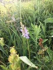 Dactylorhiza fuchsii