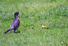 Turdus migratorius