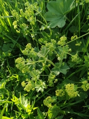 Alchemilla subcrenata