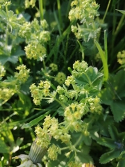Alchemilla subcrenata