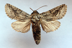 Cossulus sheljuzhkoi