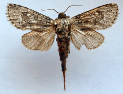 Cossulus sheljuzhkoi