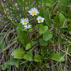 Aster bellidiastrum
