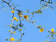 Vachellia caven