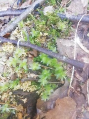 Plagiomnium undulatum