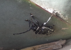 Acanthoderes funeraria