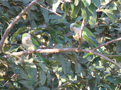Myiopsitta monachus