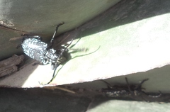 Acanthoderes funeraria