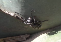 Acanthoderes funeraria