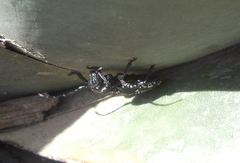 Acanthoderes funeraria