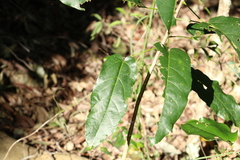 Sterculia quadrifida