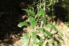 Sterculia quadrifida