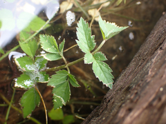 Angelica genuflexa
