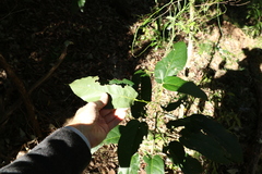 Sterculia quadrifida
