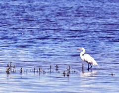 Ardea alba