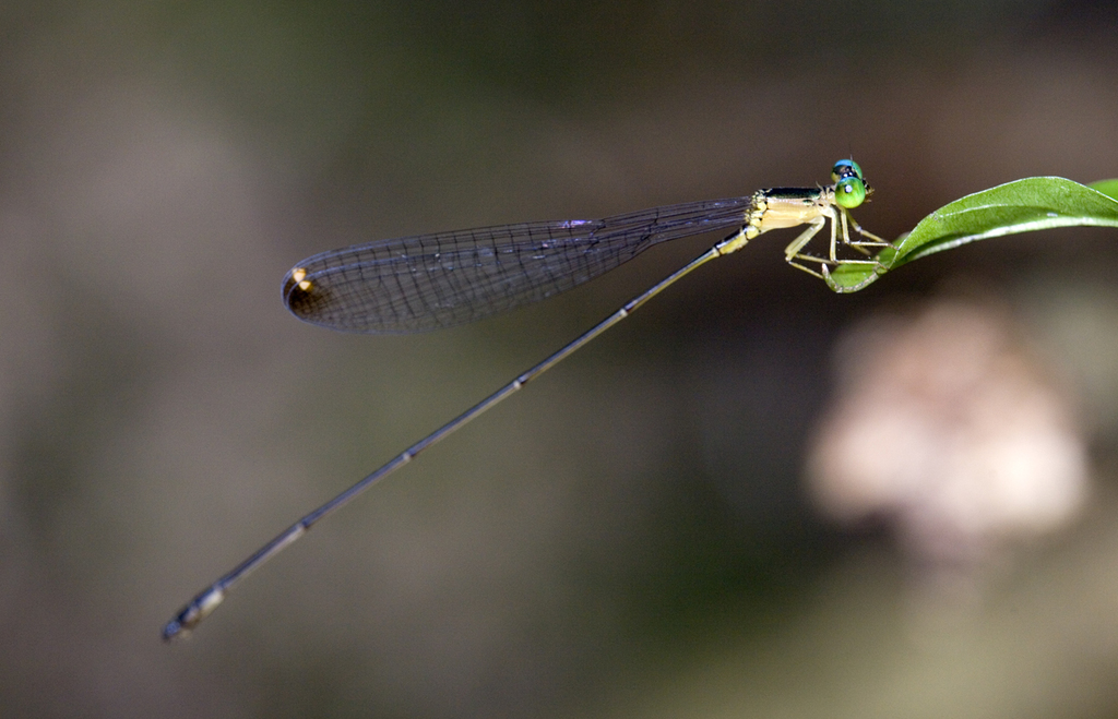 Pericnemis kiautarum
