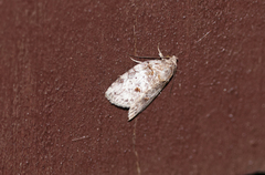 Garella