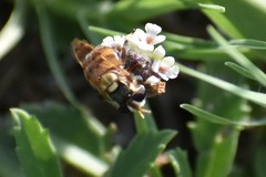 Copestylum tamaulipanum