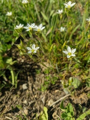 Minuartia adenotricha
