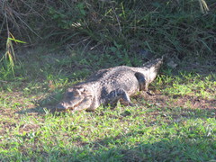 Caiman yacare