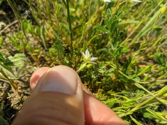 Minuartia adenotricha