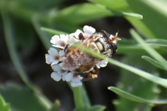 Copestylum tamaulipanum